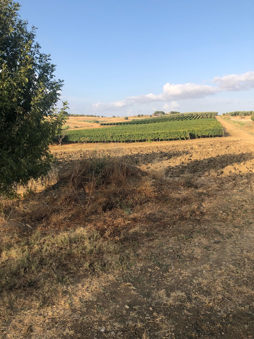 CASALE IN VENDITA A POCHI KM. DA MAGLIANO IN TOSCANA