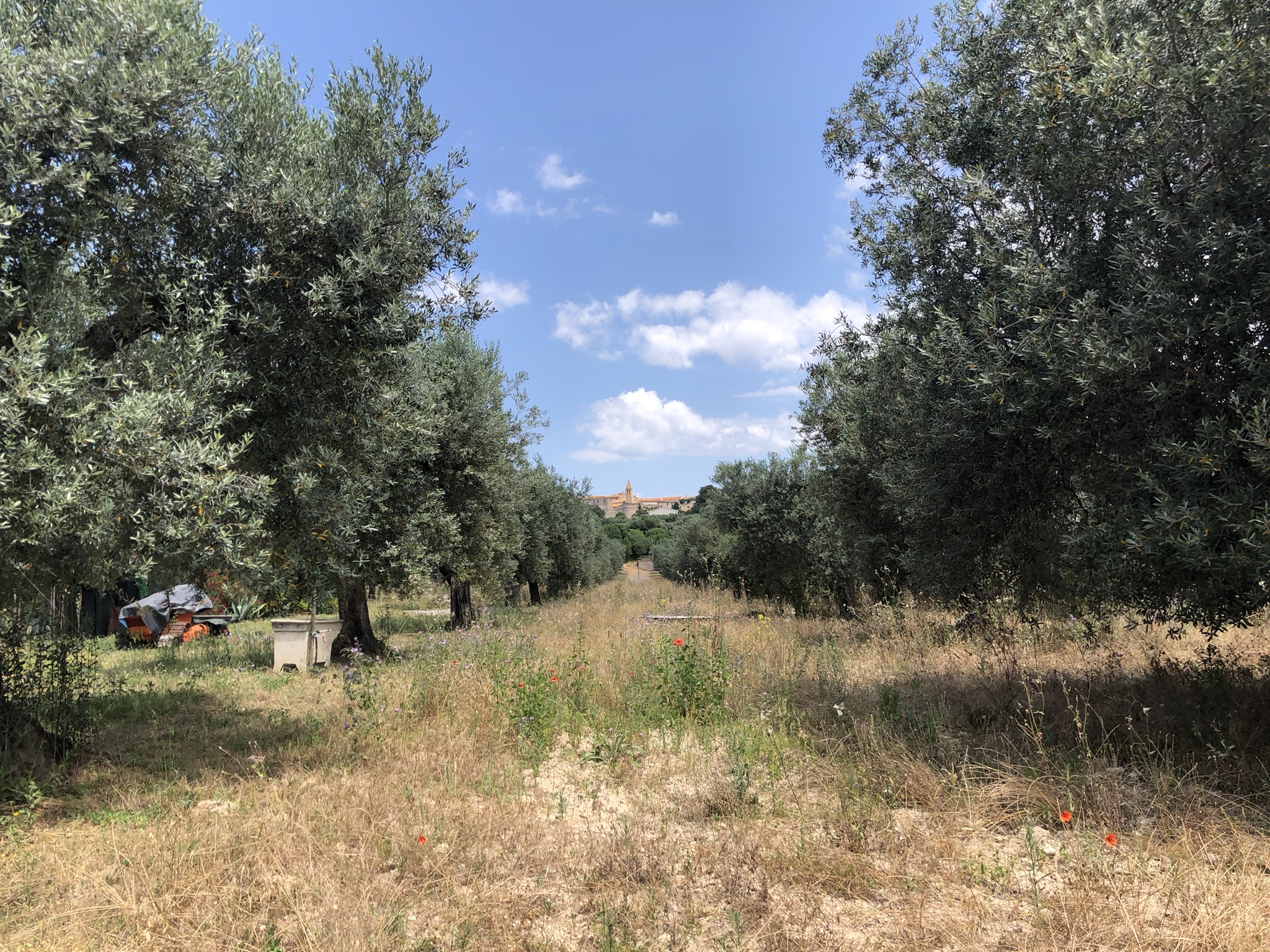 VISTA DI MAGLIANO IN TOSCANA