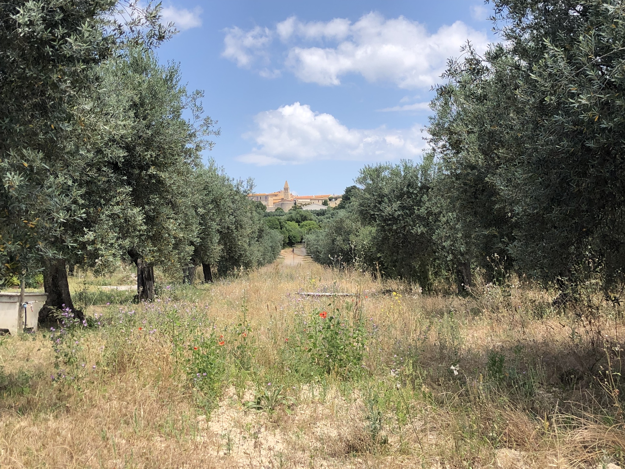 VISTA DI MAGLIANO IN TOSCANA