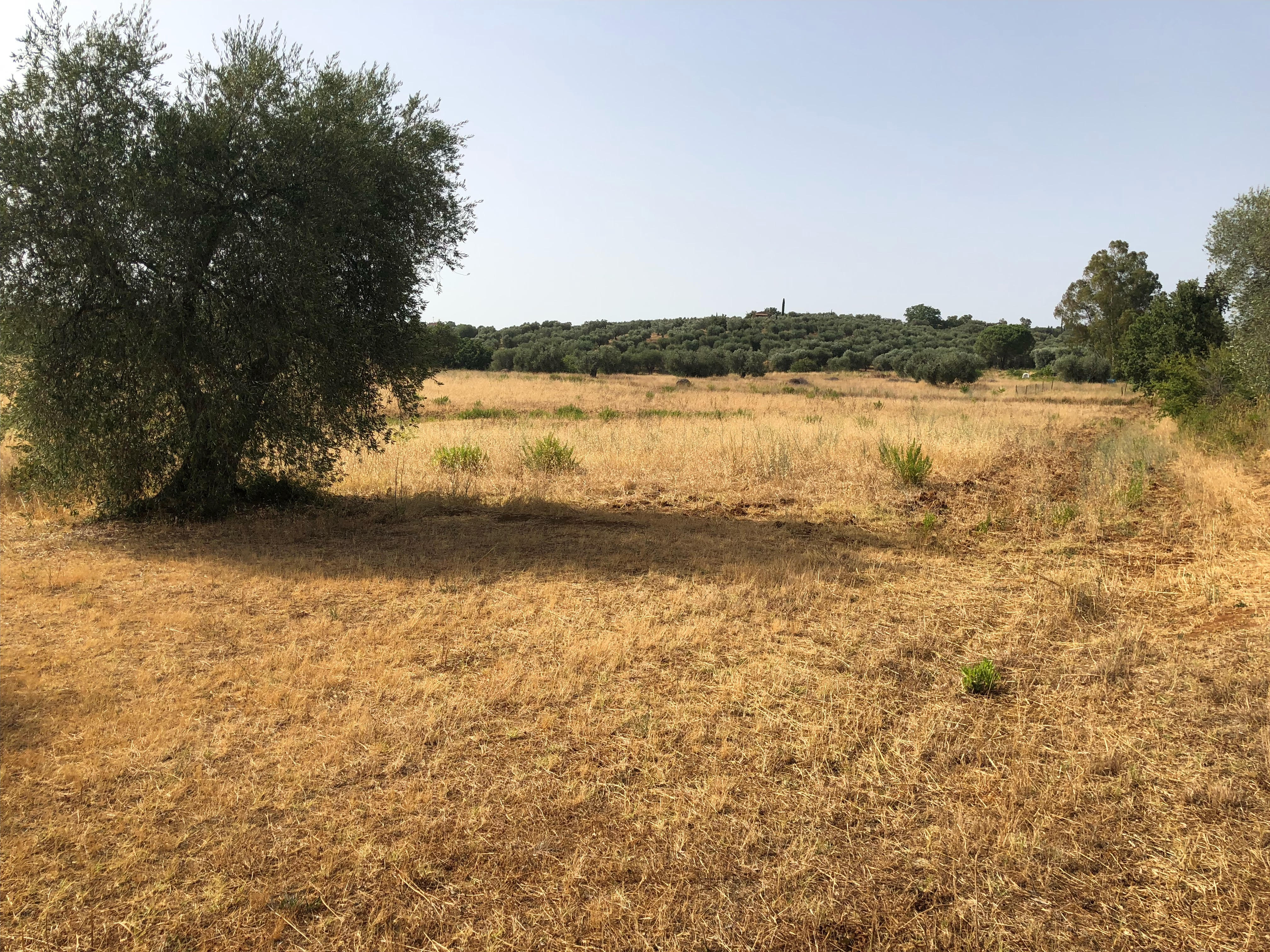 TERRENO AGRICOLO CON OLIVETO