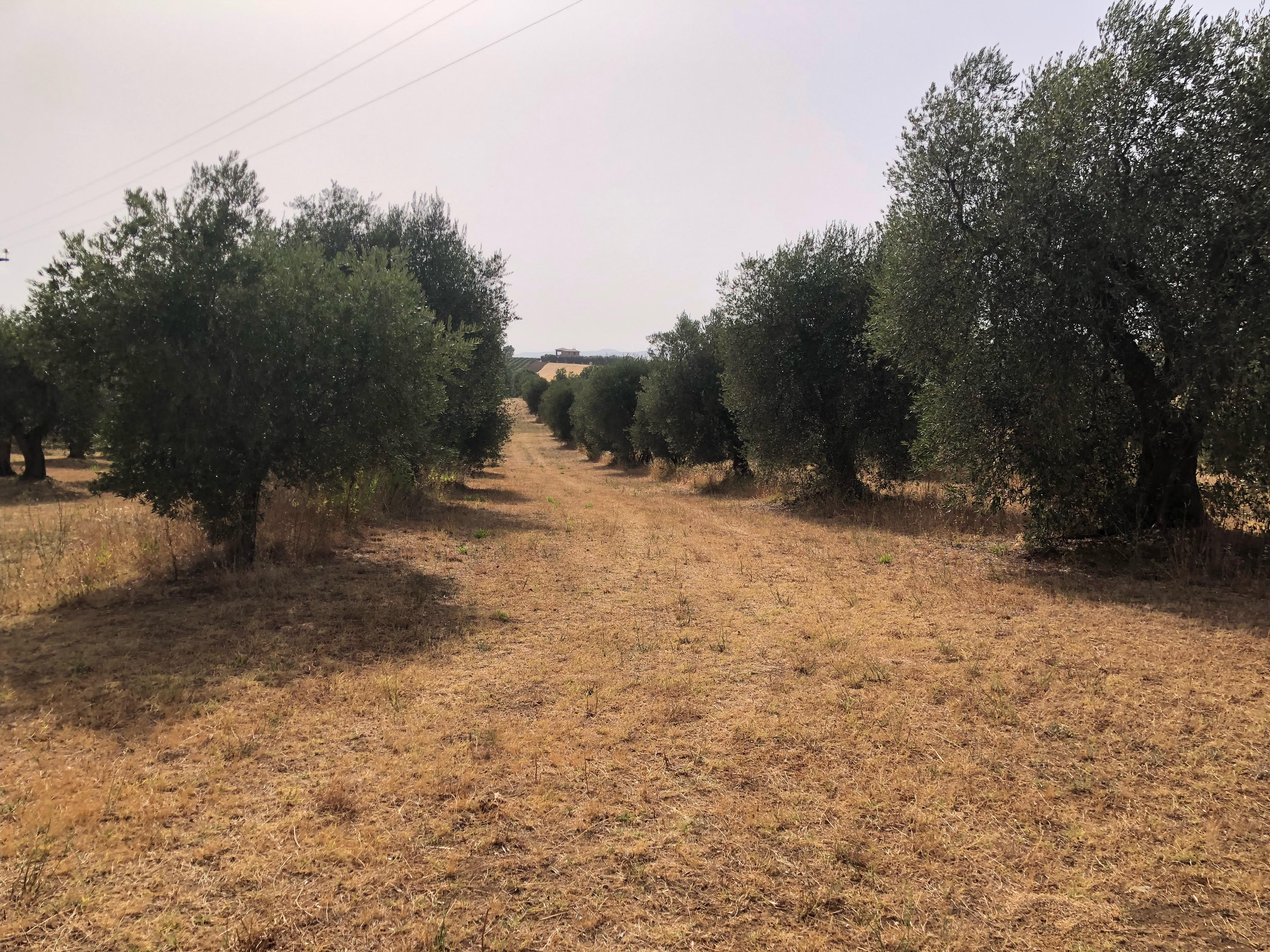 TERRENO AGRICOLO CON OLIVETO