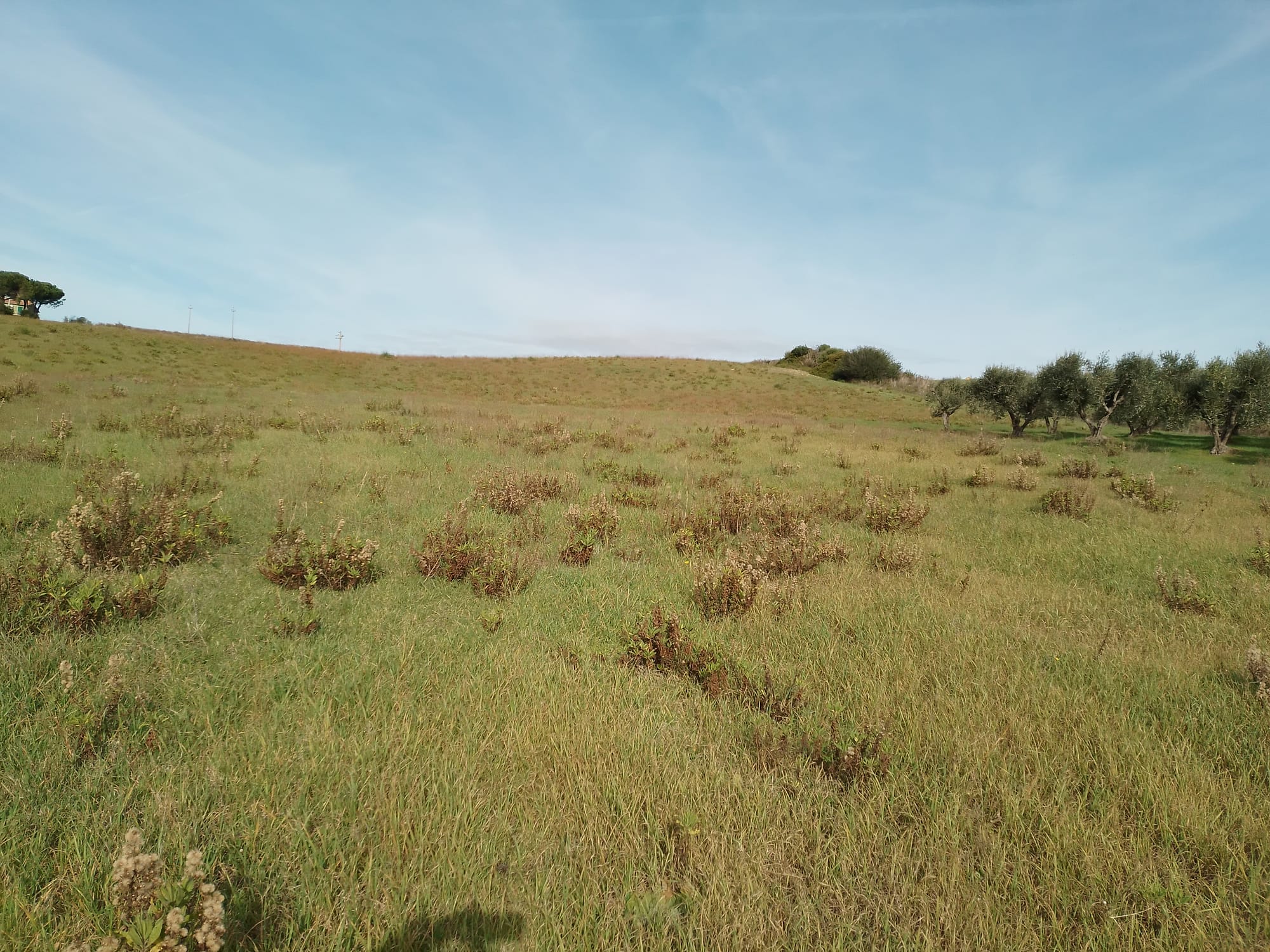 TERRENO AGRICOLO CON VISTA MARE