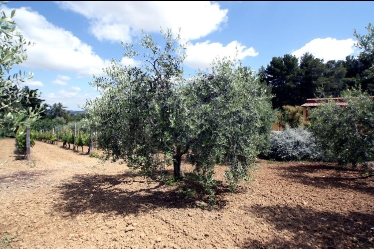 TERRENO CON 40 PIANTE DI OLIVI E PICCOLO VIGNETO